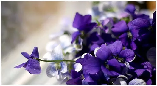Violets for Mothers' Day